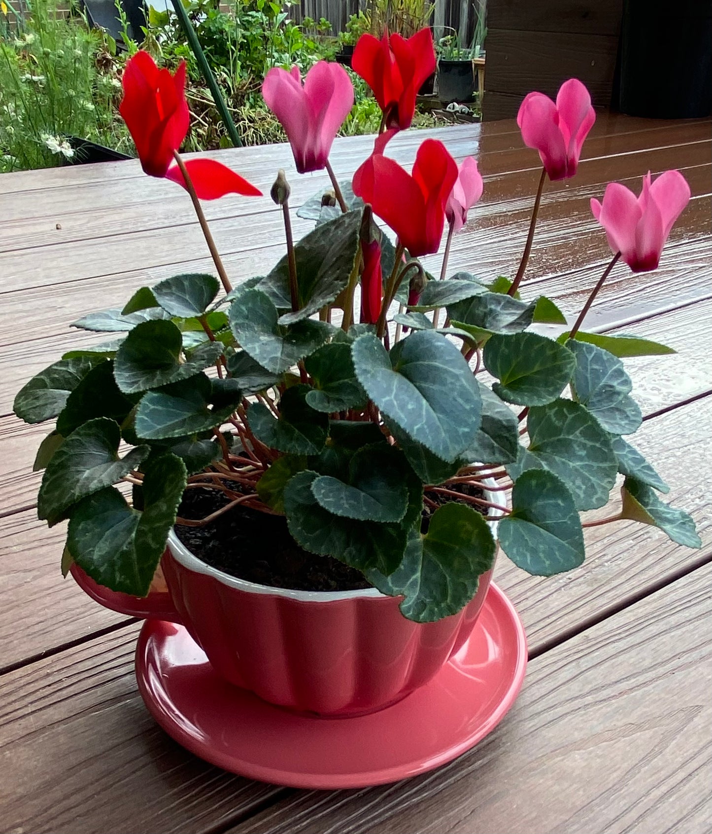Cyclamen