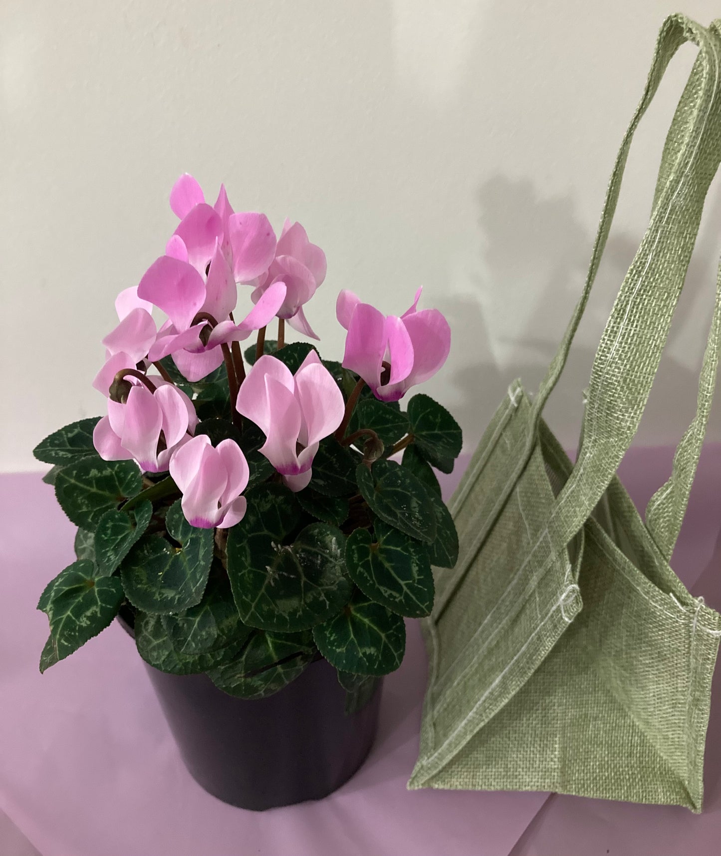 Cyclamen