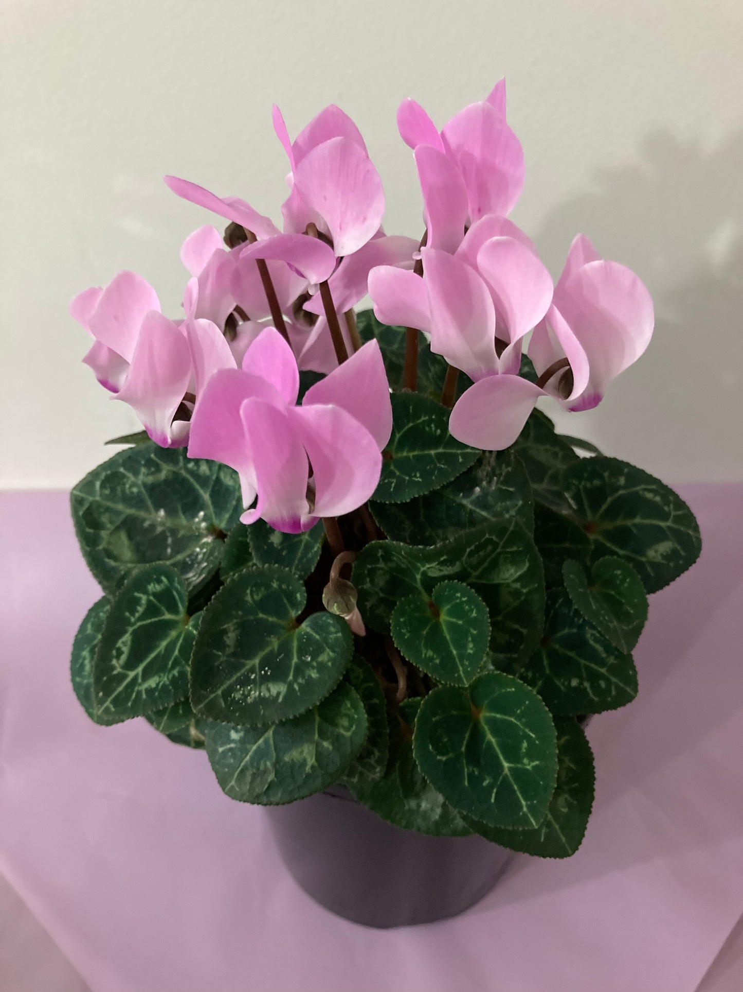 Cyclamen