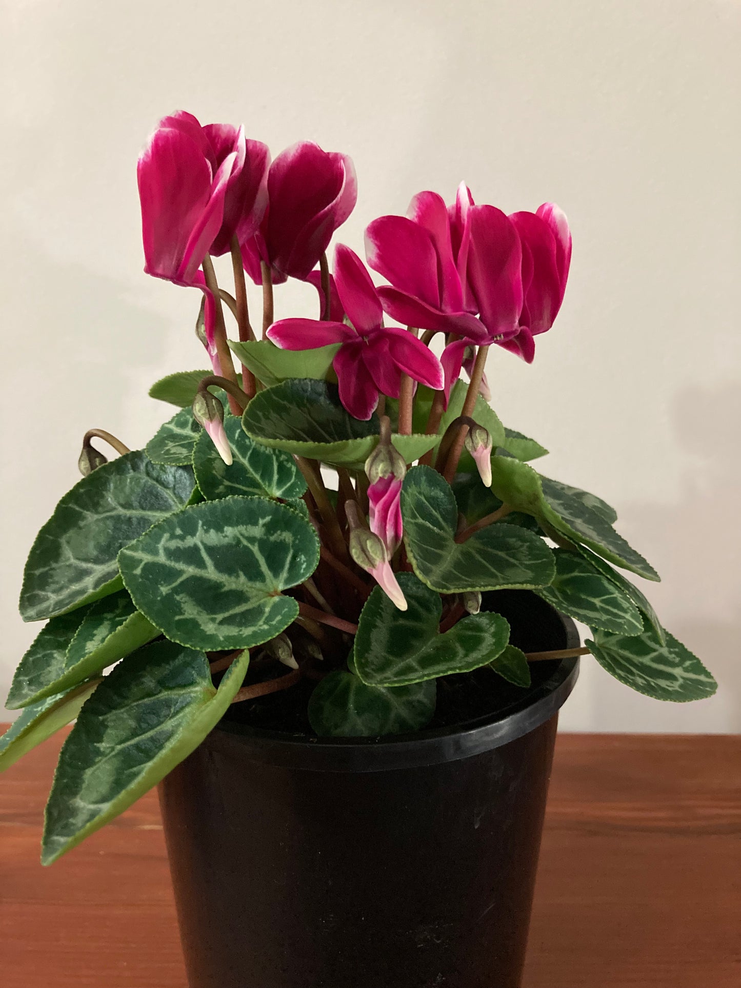 Cyclamen