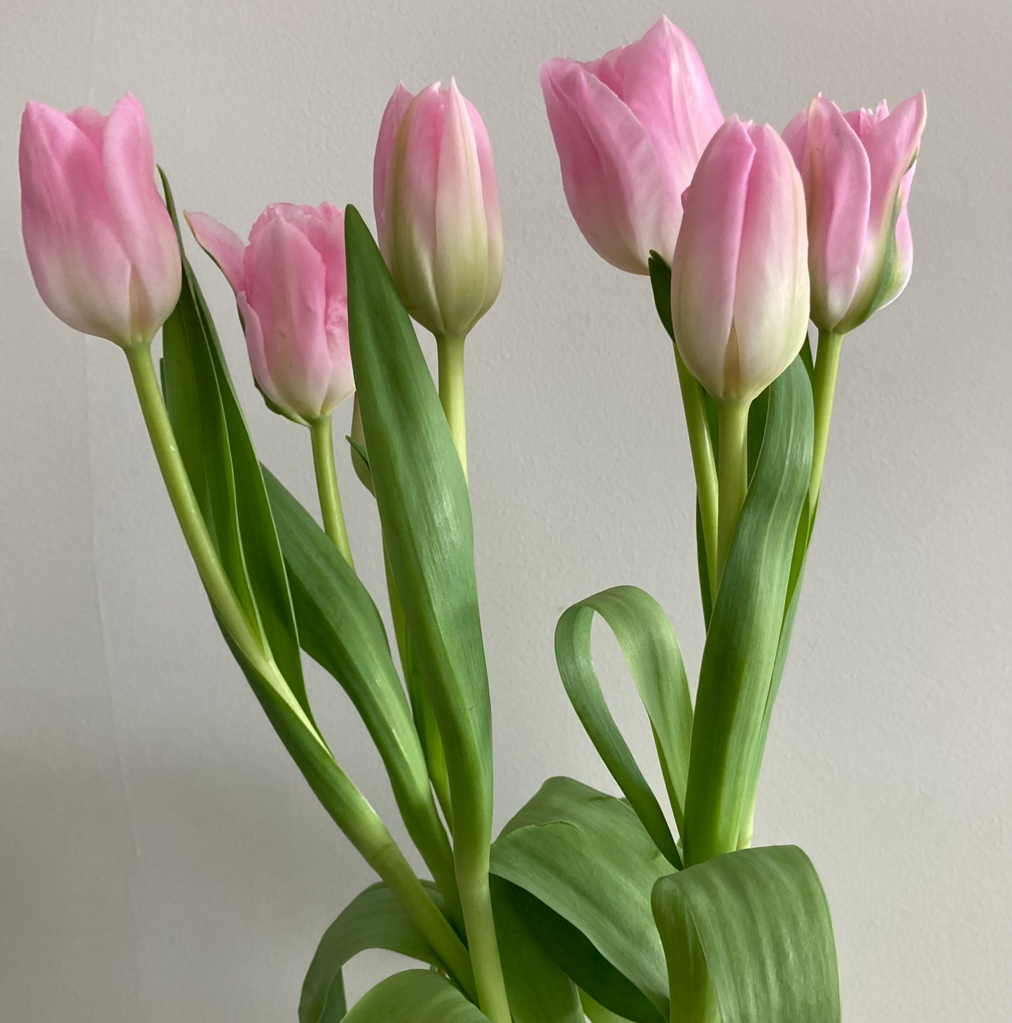 Good wishes - Tulipa