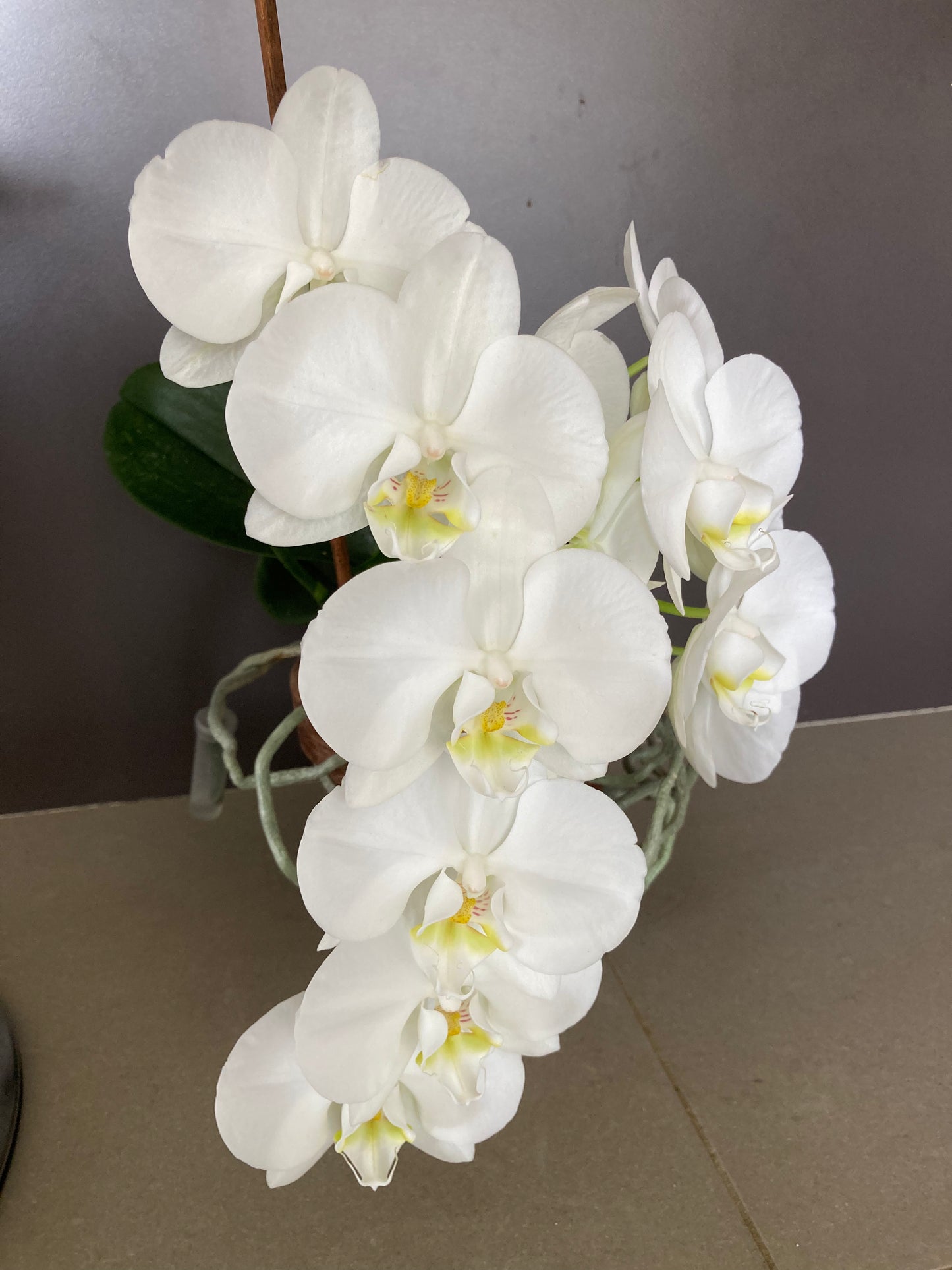Whit Phalaenopsis orchid