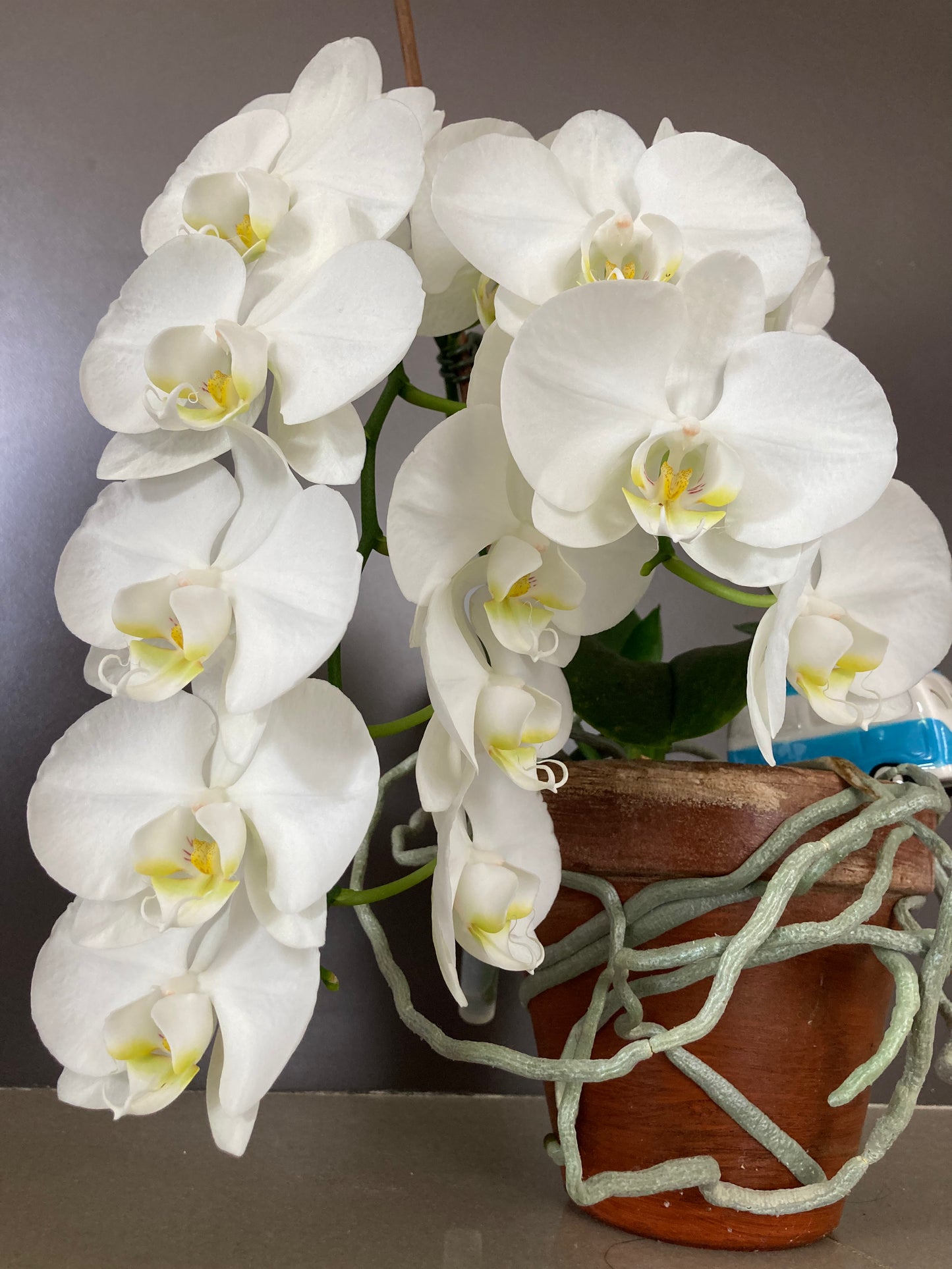 Whit Phalaenopsis orchid