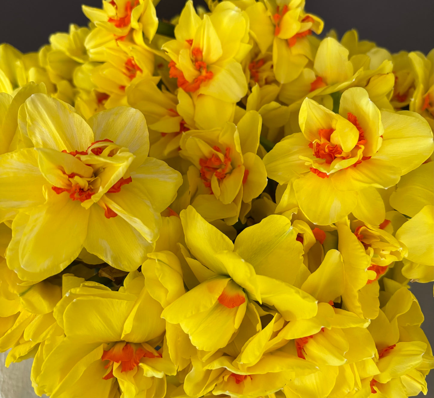 Daffodil bunch