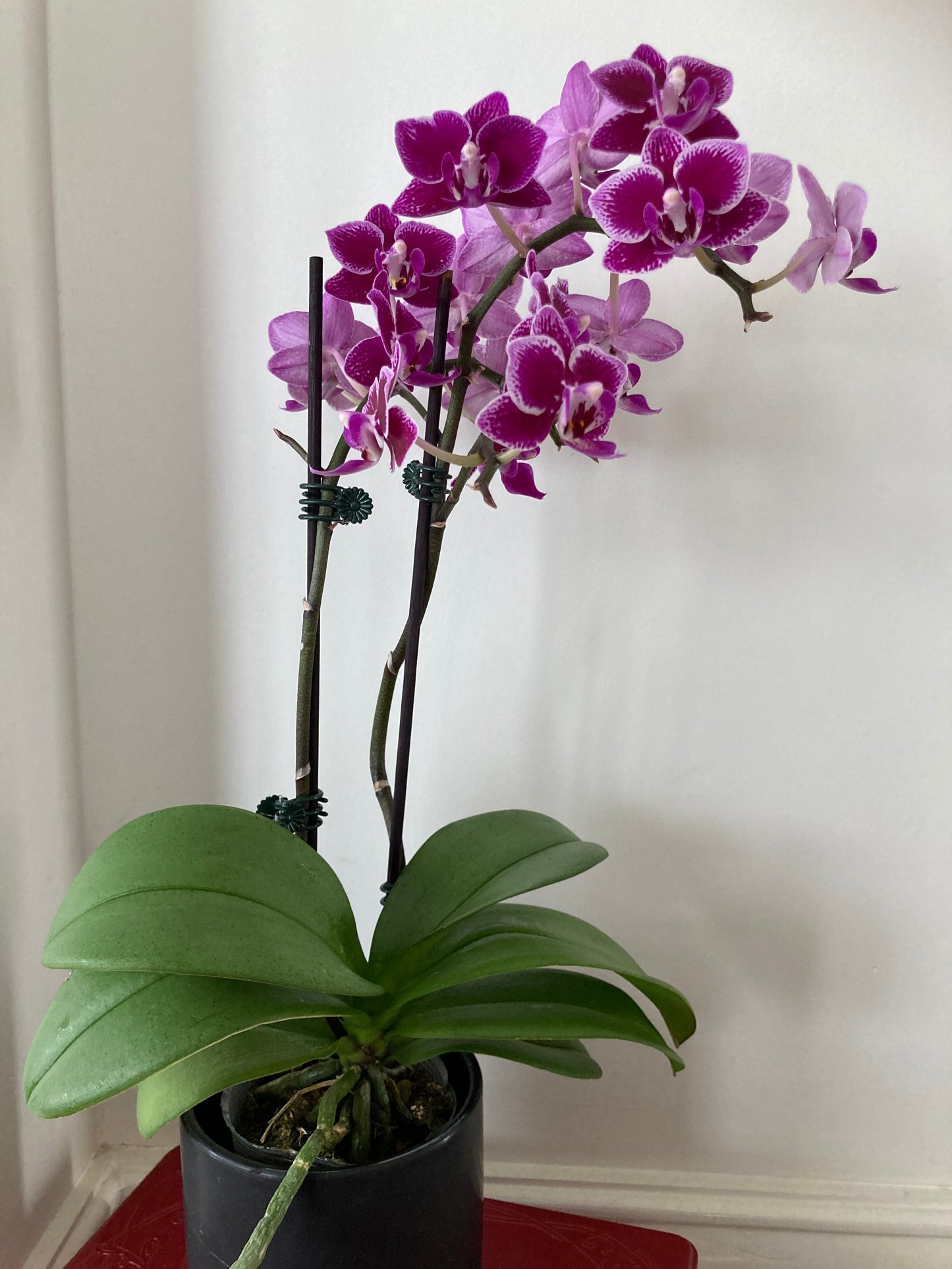 Mini orchid - potted