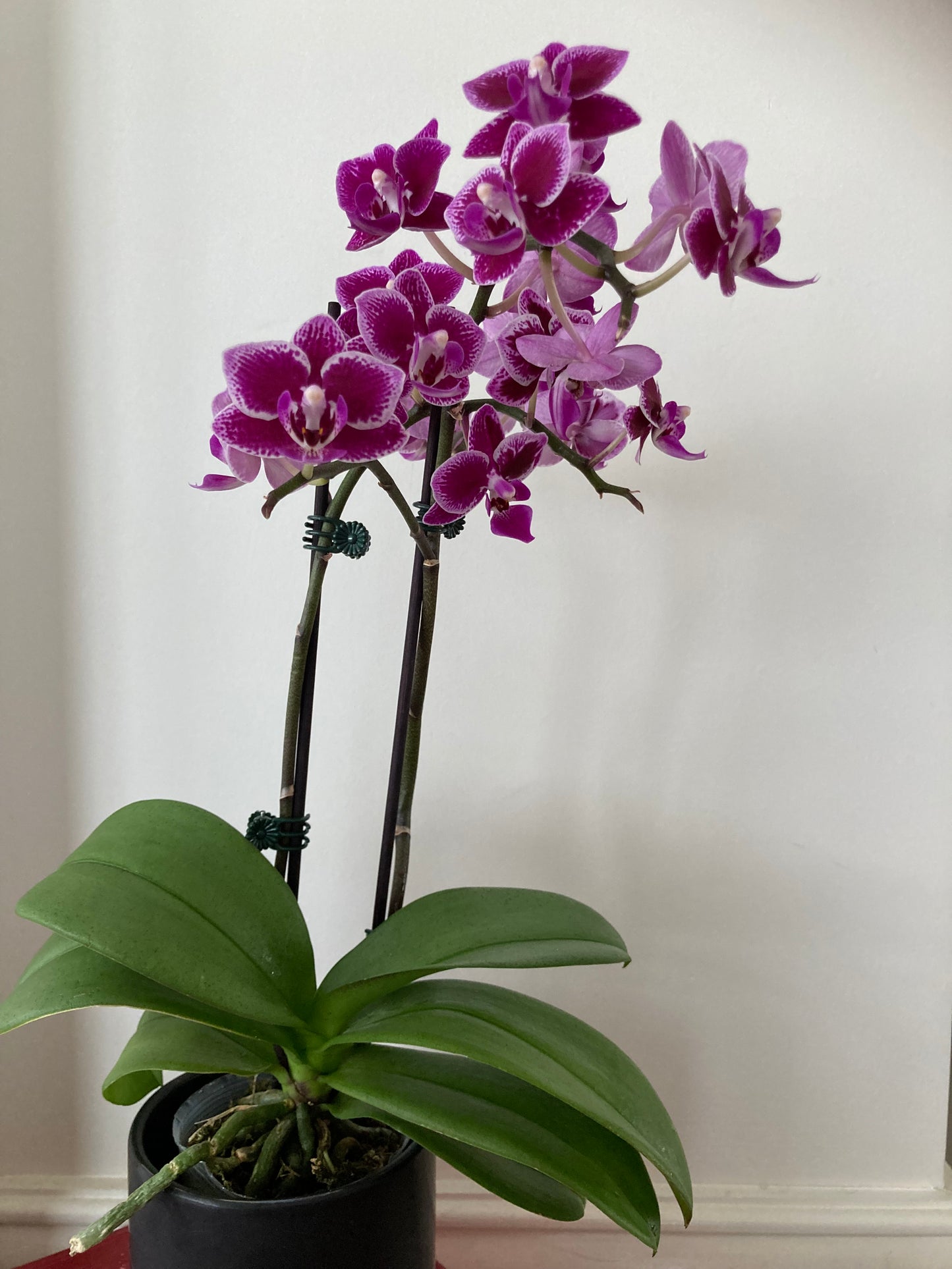 Mini orchid - potted