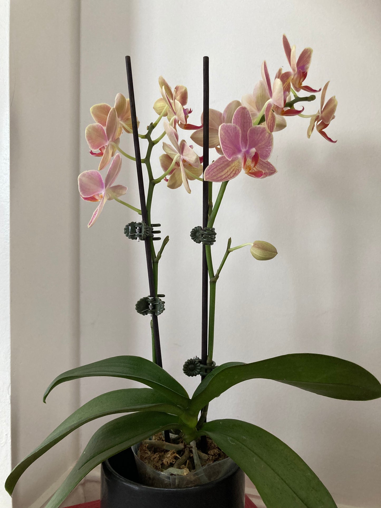 Mini orchid - potted