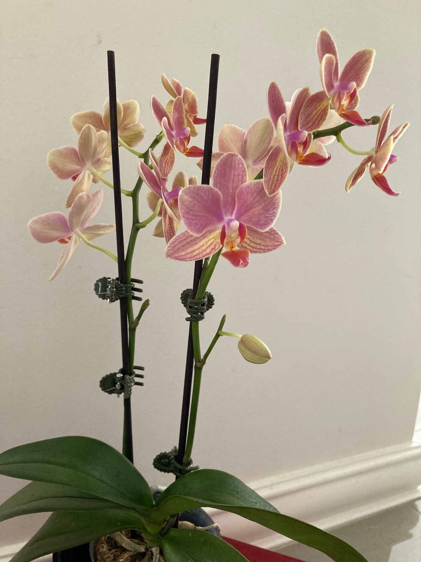 Mini orchid - potted