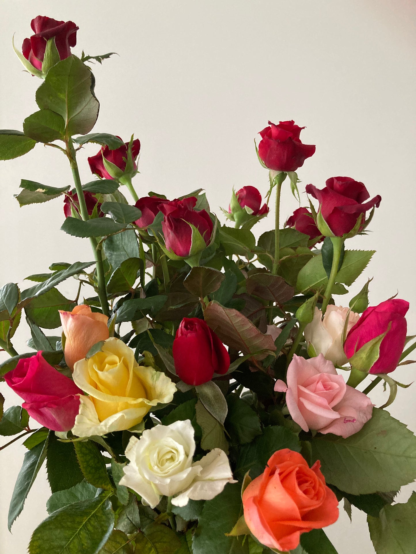Single Roses (minimum order 3)