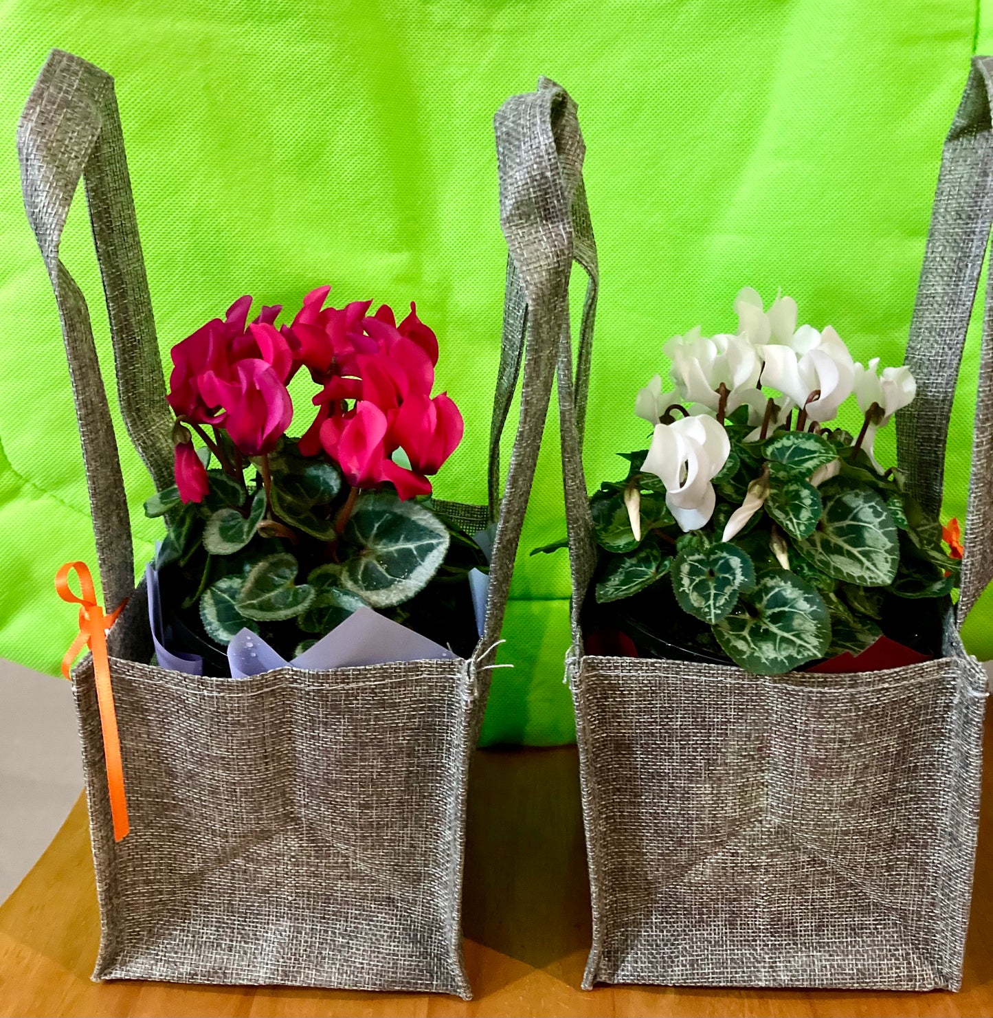 Cyclamen