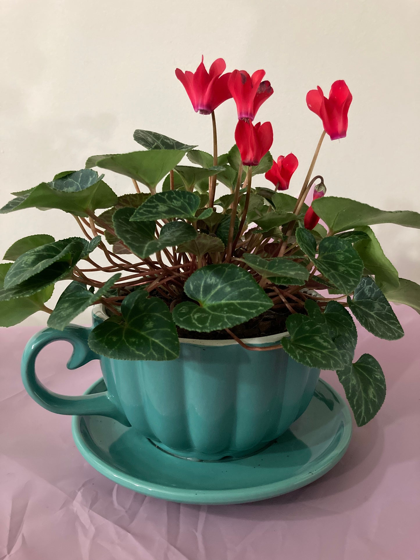 Cyclamen