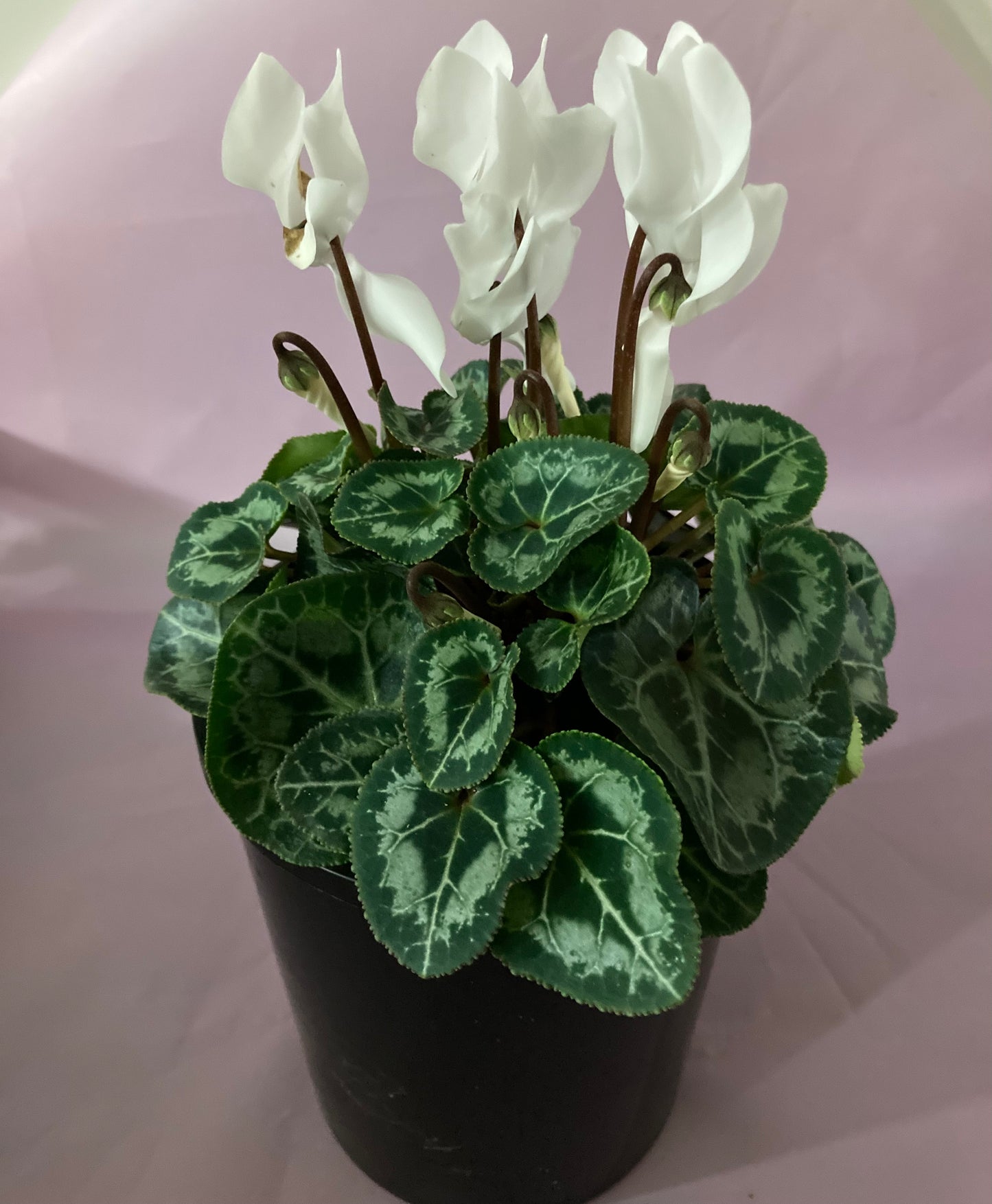 Cyclamen
