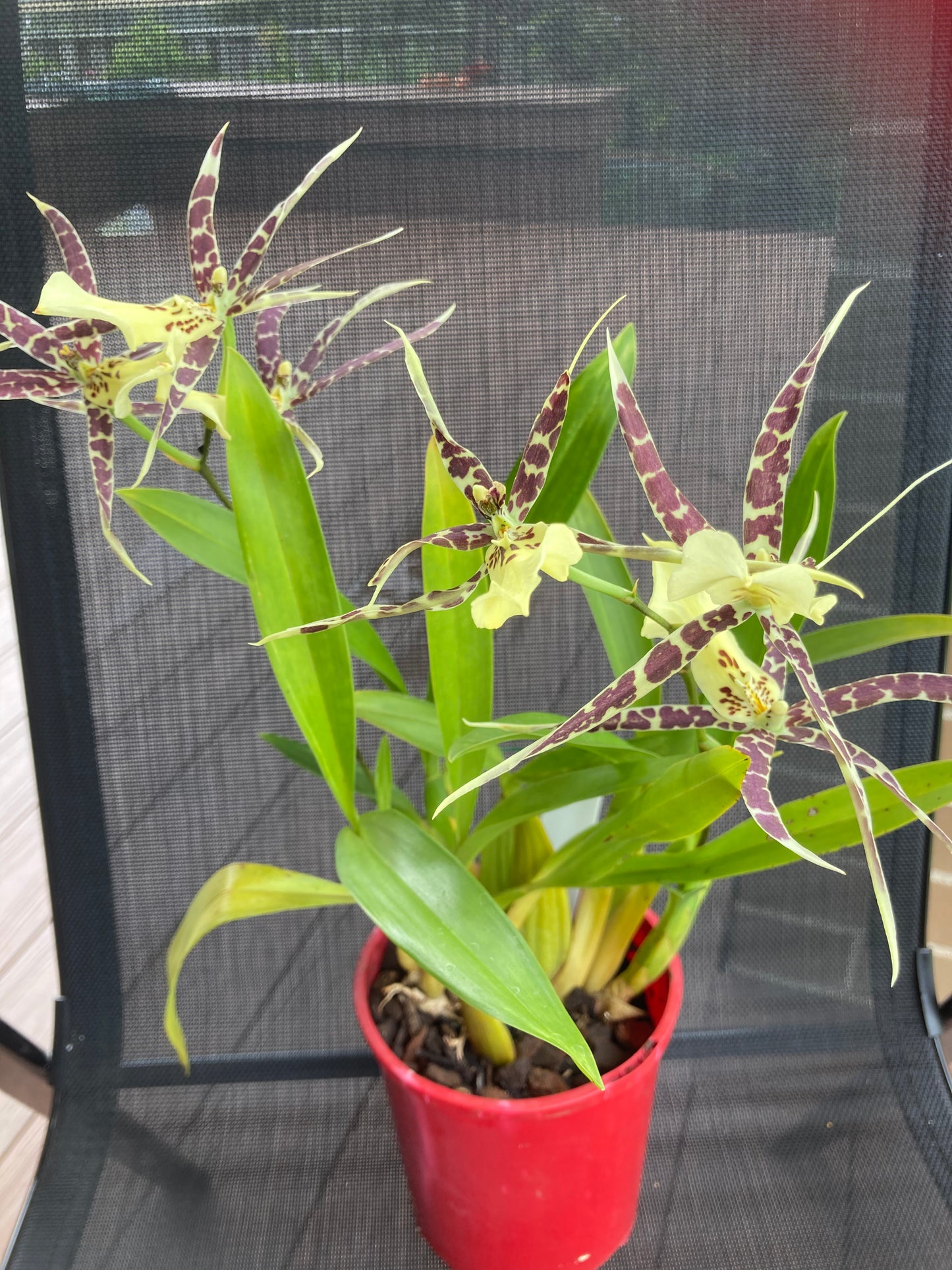 Spider Orchid