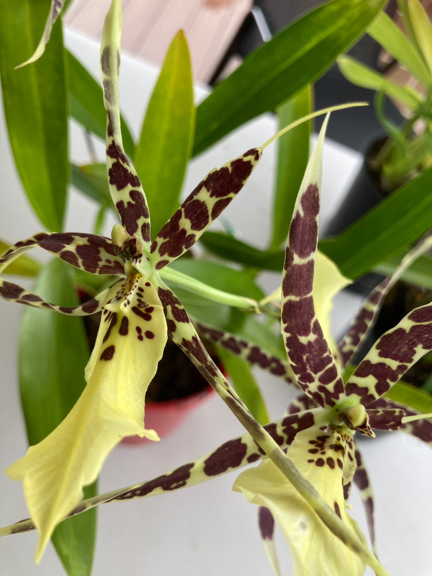 Spider Orchid