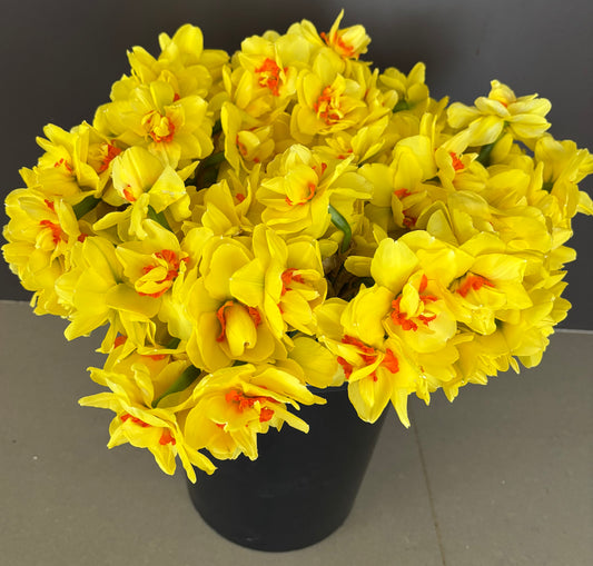 Daffodil bunch