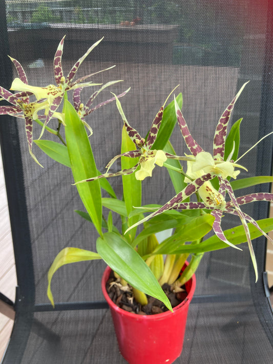 Spider Orchid